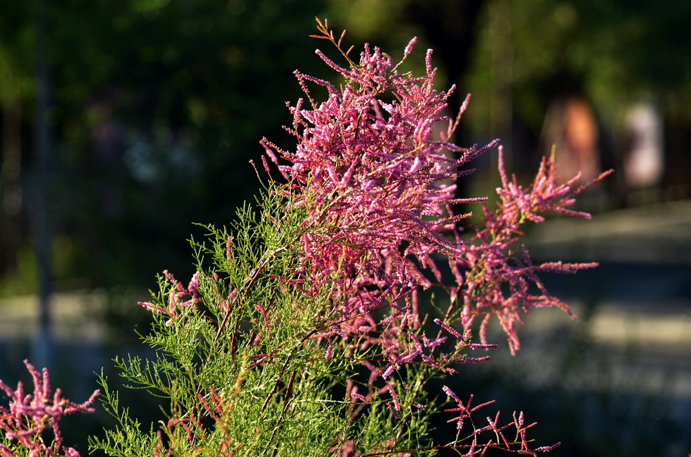 ����   ������