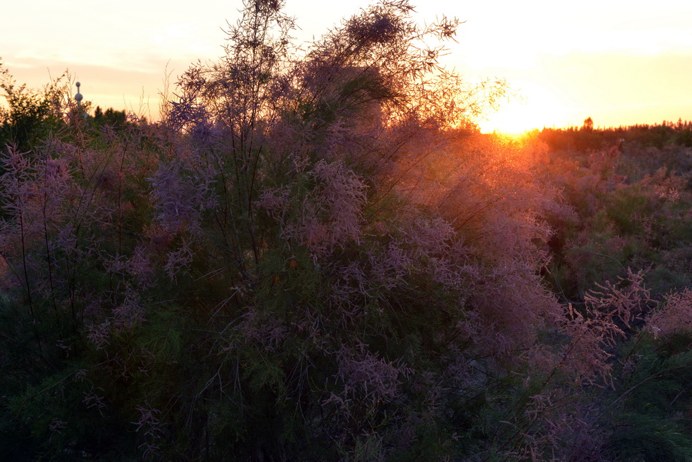 ϼ�����   ������