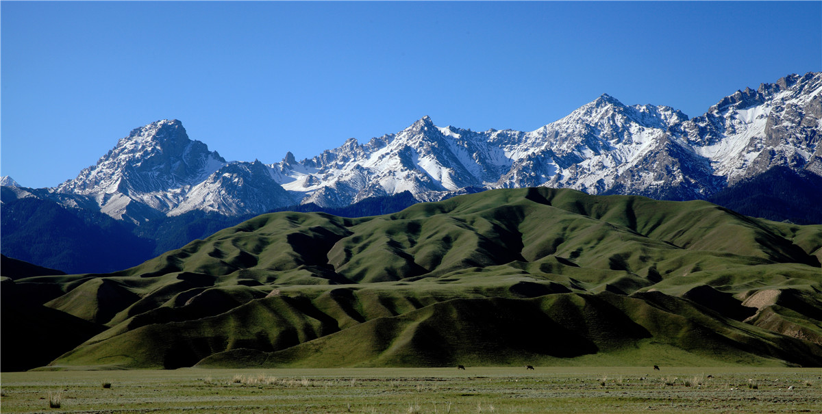 ��ɽ����ţ��׳ (2).jpg