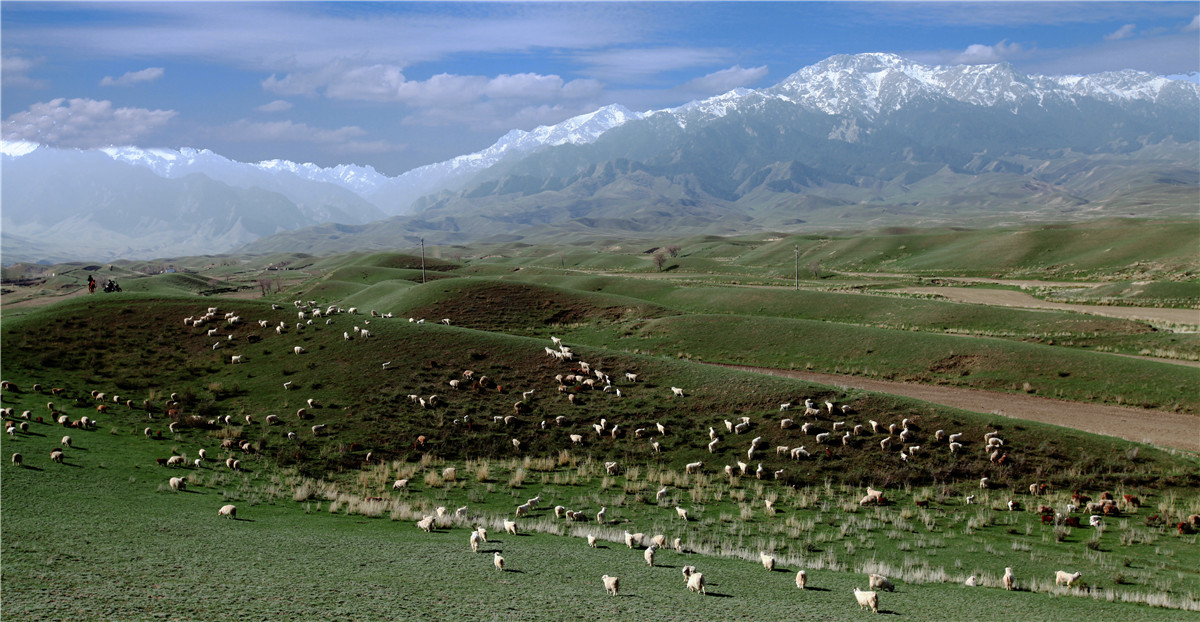 ��ɽ����ţ��׳ (1).jpg