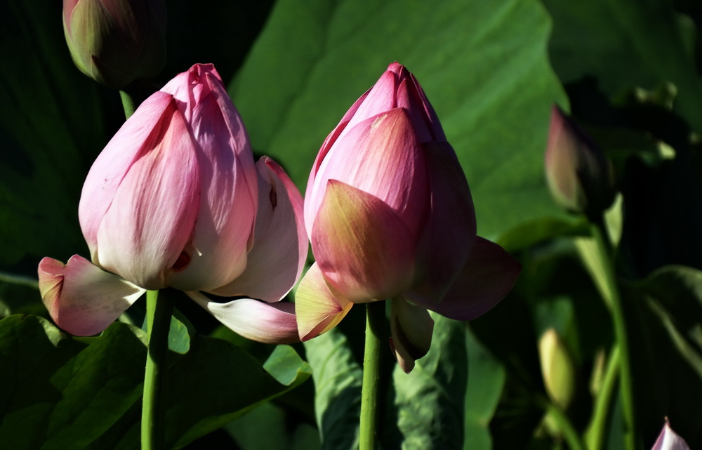 ����   ������