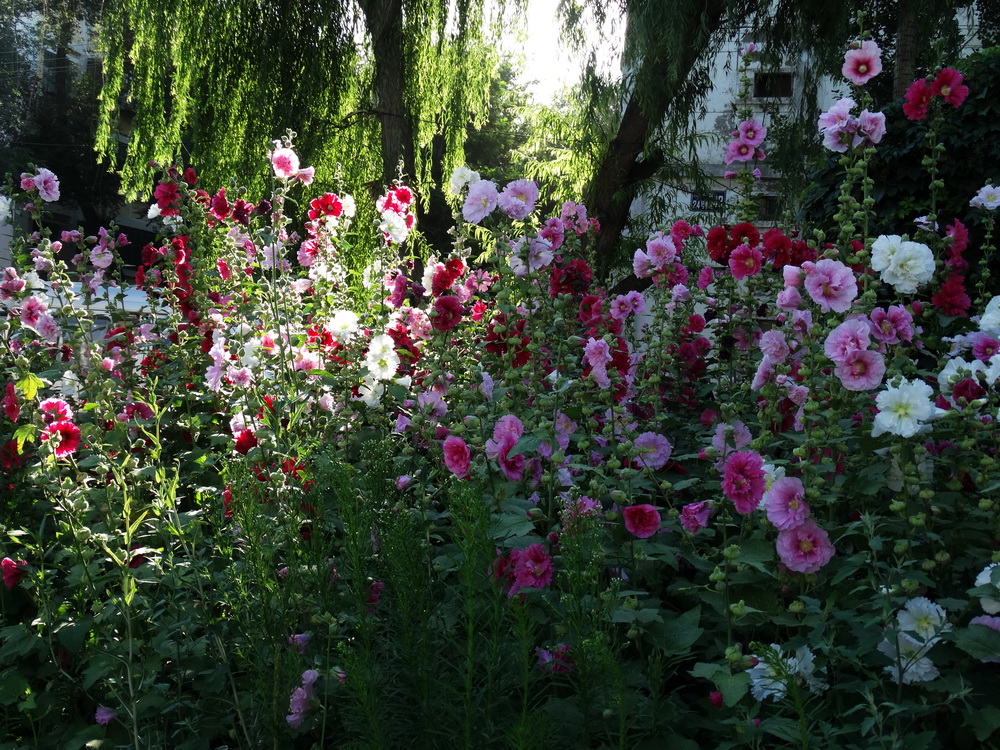 ����   ������