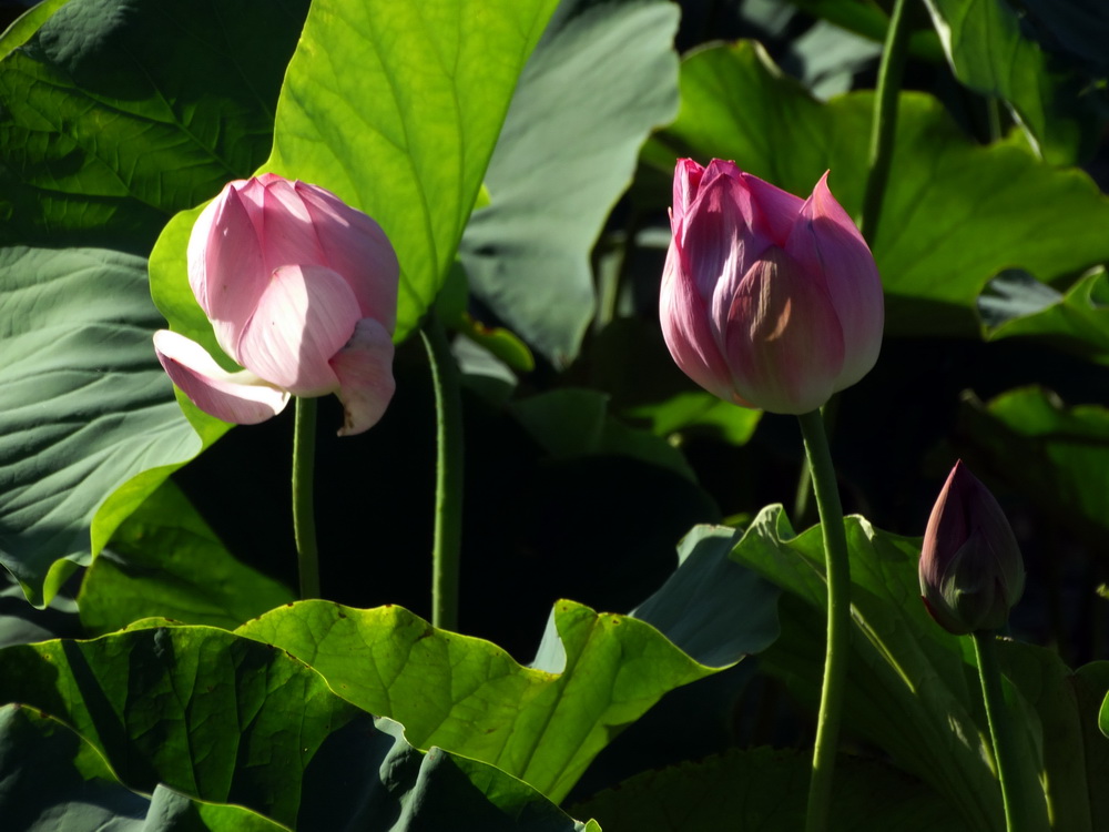 ����   ������