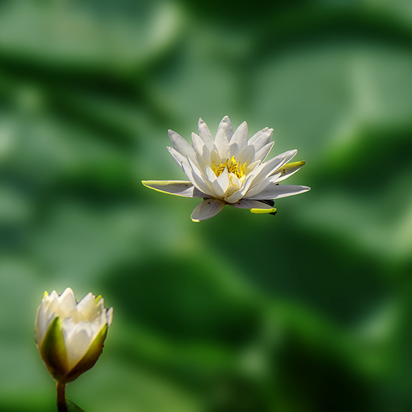 2014��6��28�չ�԰�ɷ� aa05812.jpg