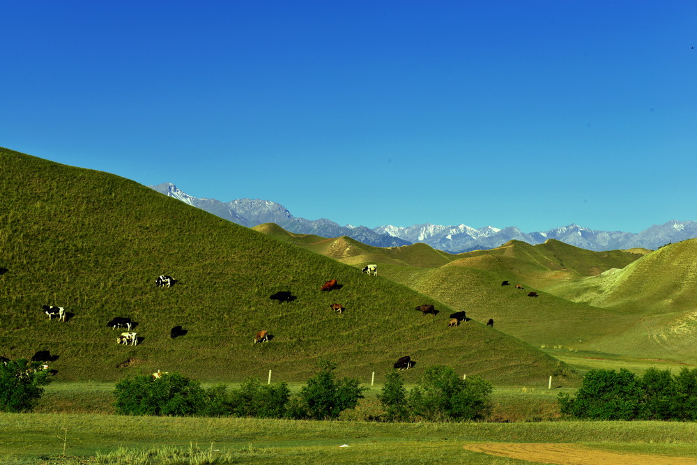 ţ��   ������