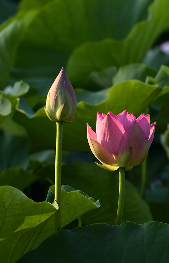 ӳ�պɻ�������