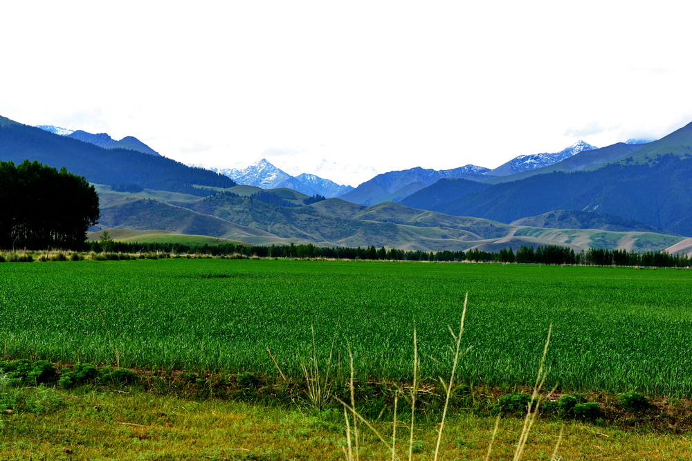 �������   ������