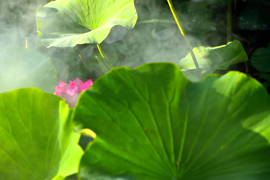 ��ɴ�����ߺɻ�