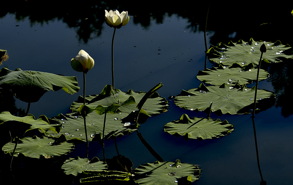 ����С��������