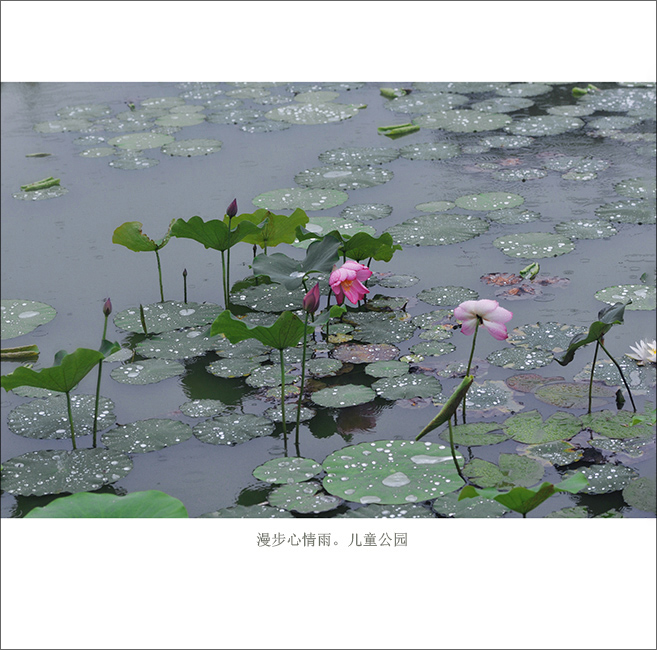 ���й�԰ (2).jpg