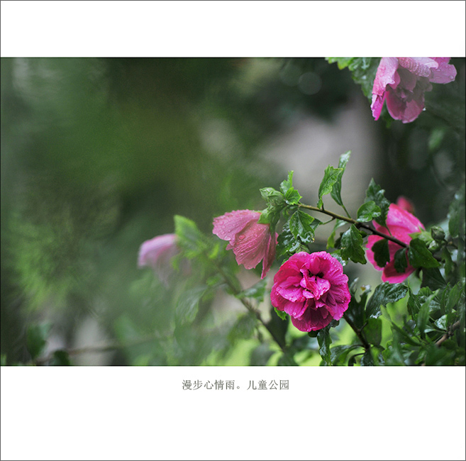 ���й�԰ (6).JPG