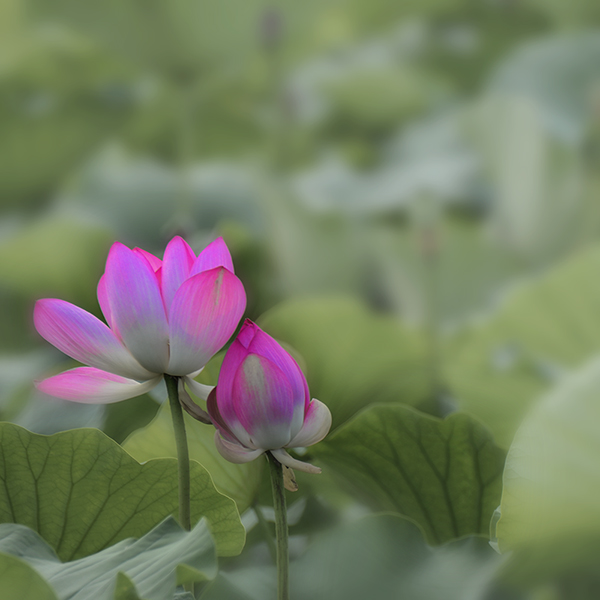 2013��7��20�հ������Ƭa 06212.jpg