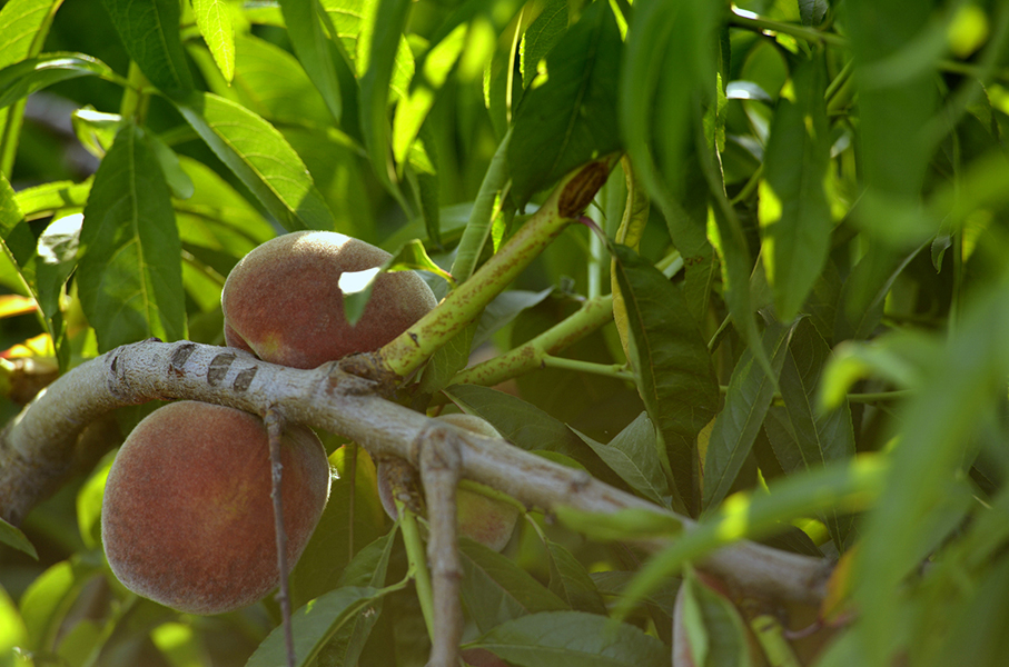 ��������ˮ����