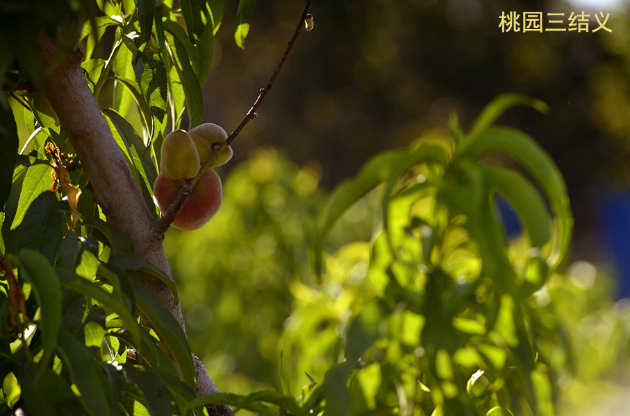 ��԰������