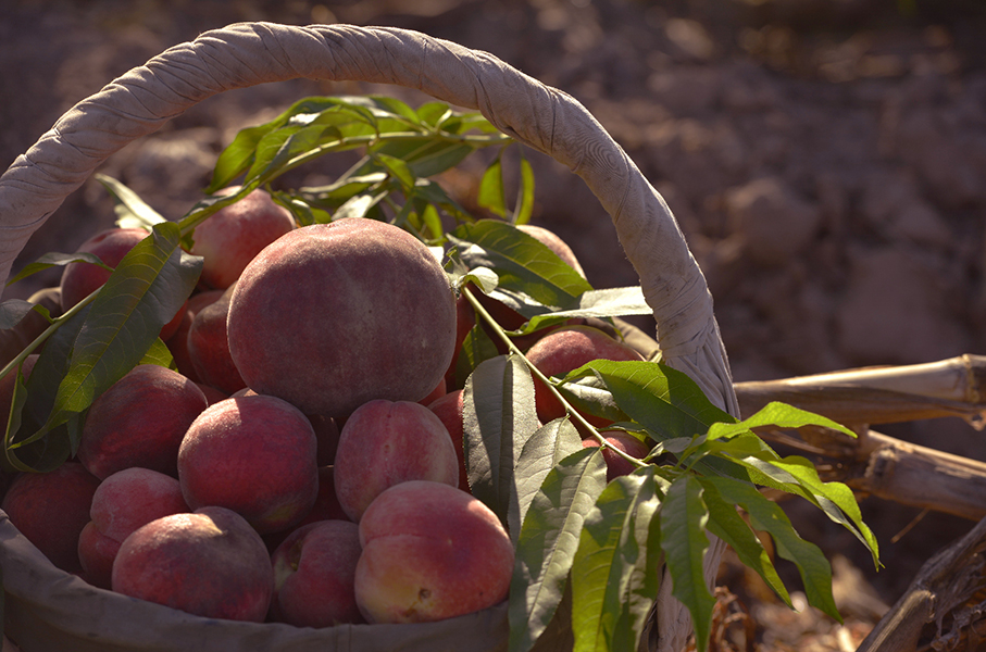 �����ķ��