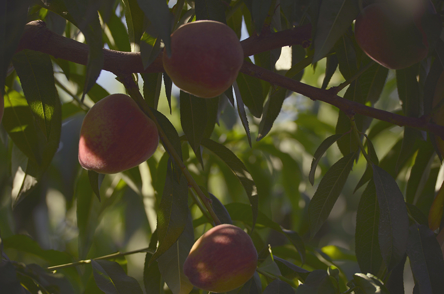 �һ����ȹ�ʵ��