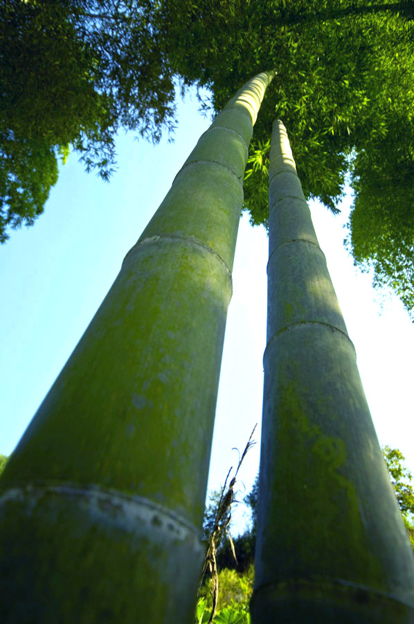 ���㽱����Ѽ�Ųݡ�ǭ��Ե�� (2).jpg