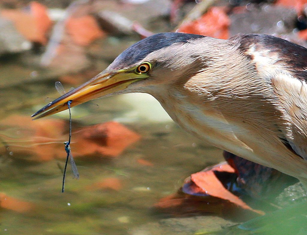 BL0K3987 - ����_����.jpg