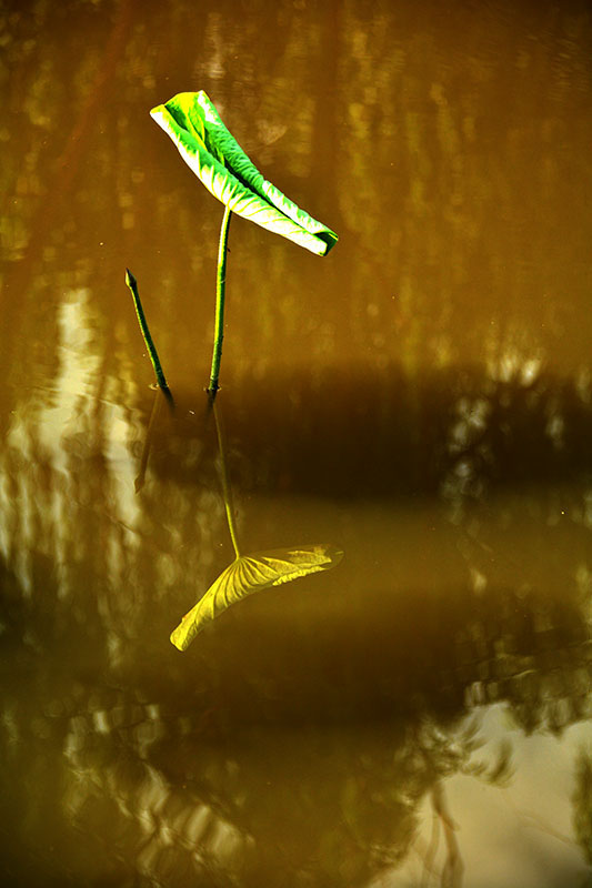 ��ӹ�԰a 104ab.jpg