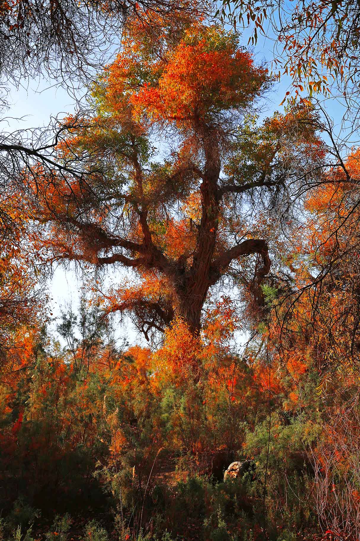 �������иߴ����ġ��衱��