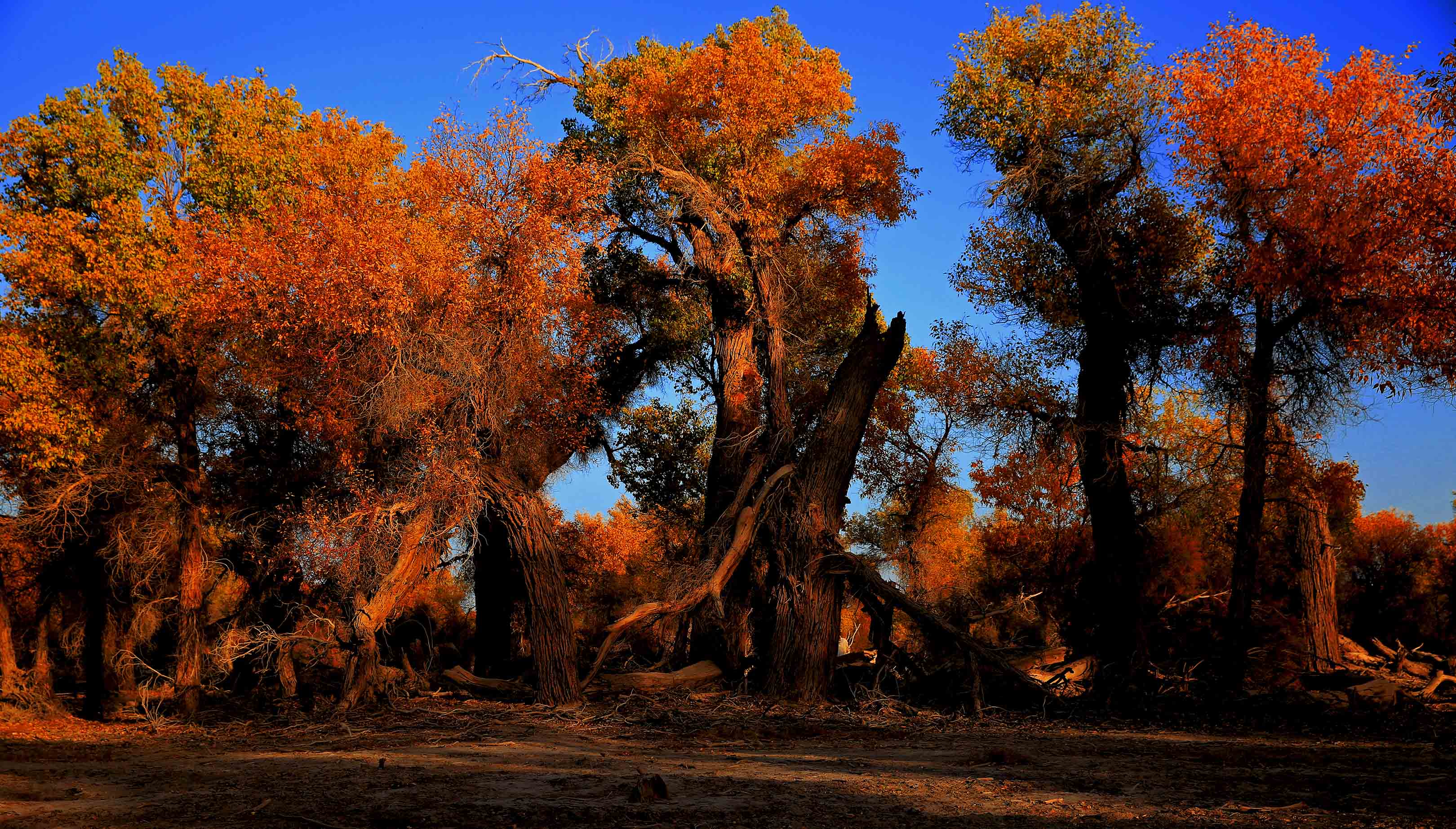 �����ɣ����