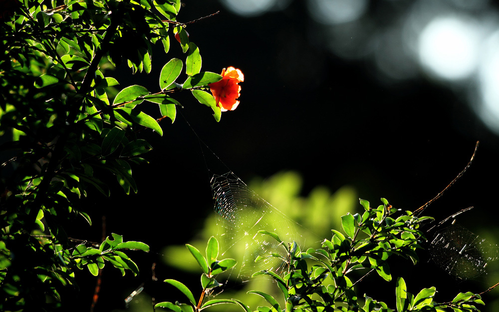 �����ƻ�