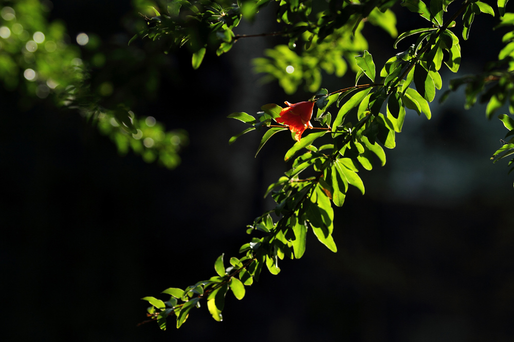 �����ƻ�