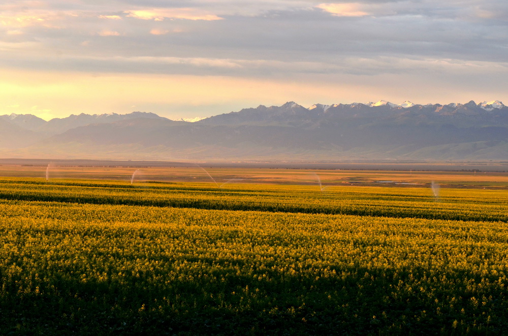 �Ͳ˻���   ������