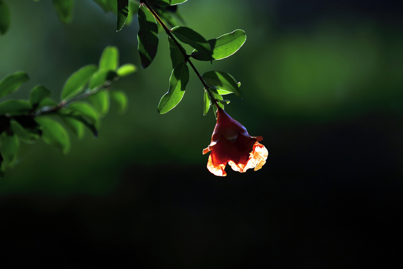 �����ƻ�