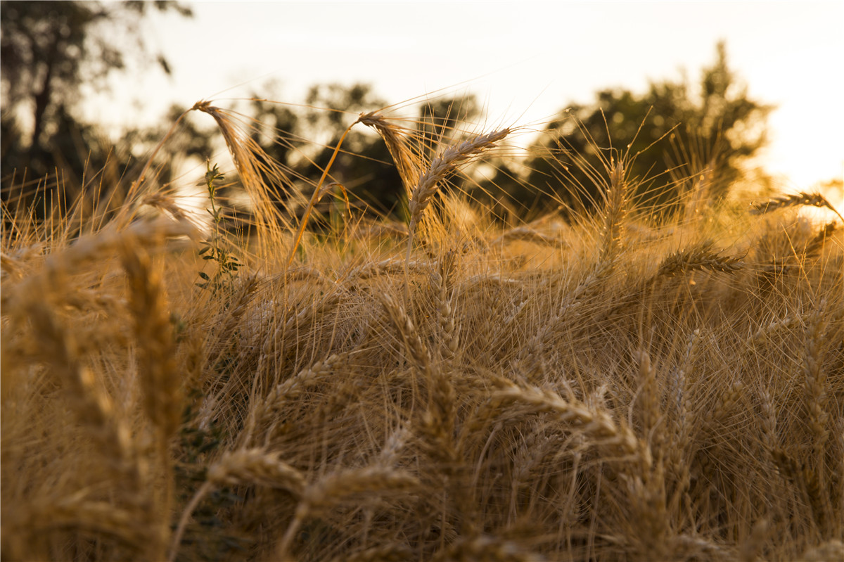 ������ջ� (4).jpg