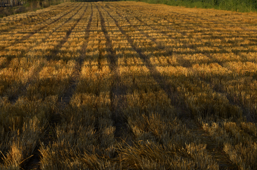 ��ɫ��ϲ��