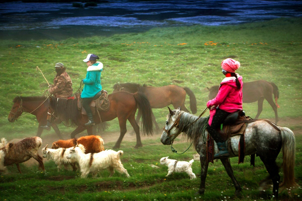 ���Բݵ�������