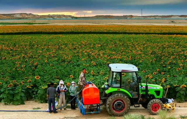 ̫������ʱ��ʱũ��æ������Ҷ��ʣ���̫������Ҷ��ʻ�ܿ챻̫��ɹ�ɣ����ﲻ�ܺܺ����ա�