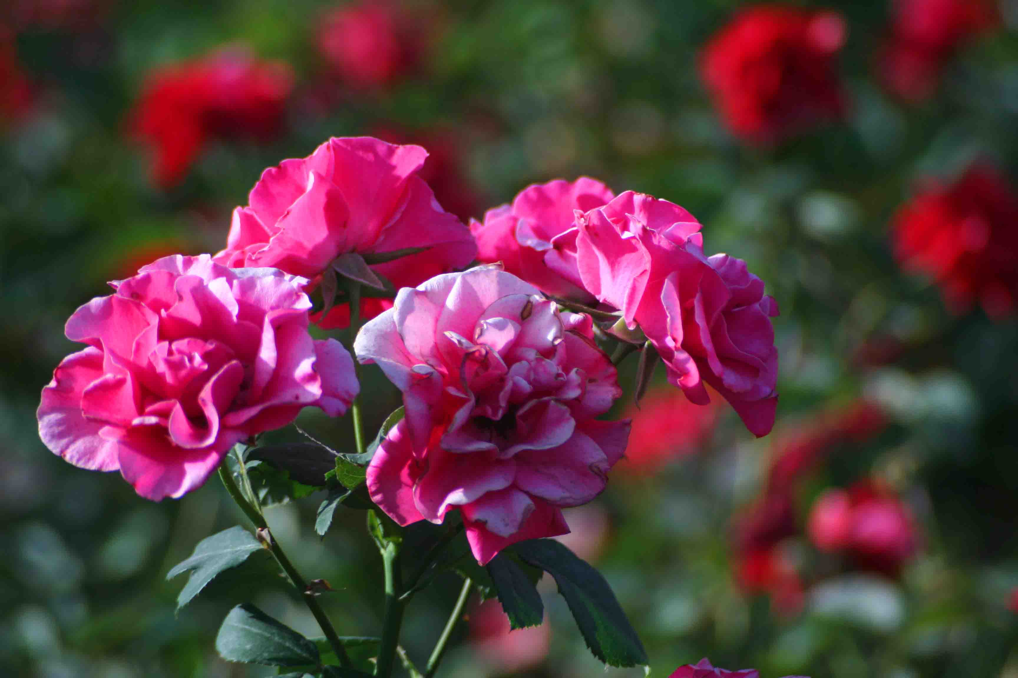 2014.7.7�� 003 (161).jpg