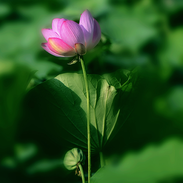 ��ת 2014��7��24�պɻ� a03012.jpg