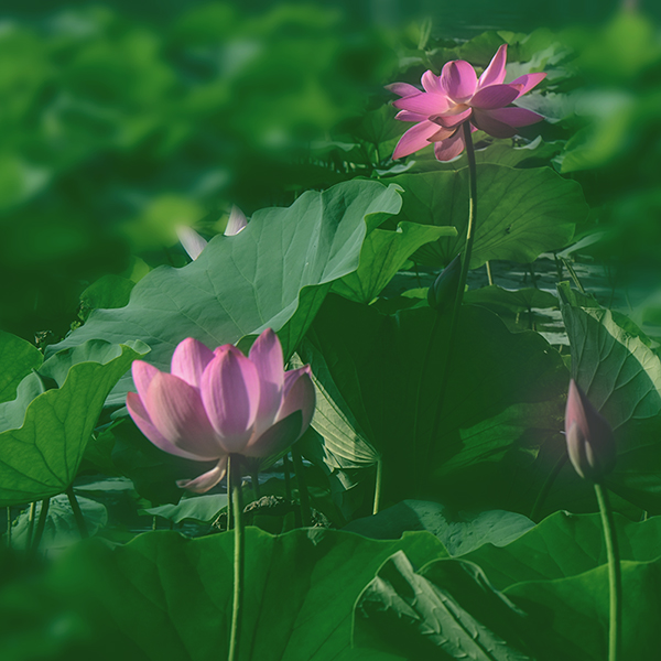 2014��7��24�պɻ� a04812.jpg