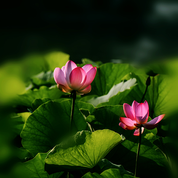 2014��7��24�պɻ� a05512.jpg