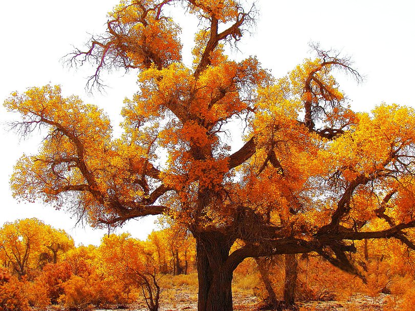 DPPAAA_0020huyang 1huyang.jpg