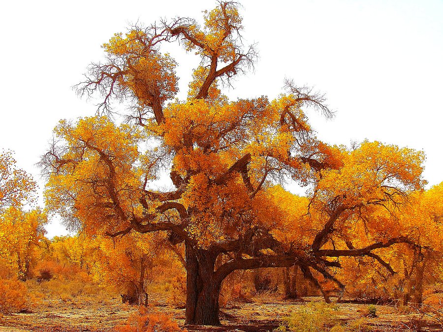 DPPAAA_00231huyang huyang.jpg