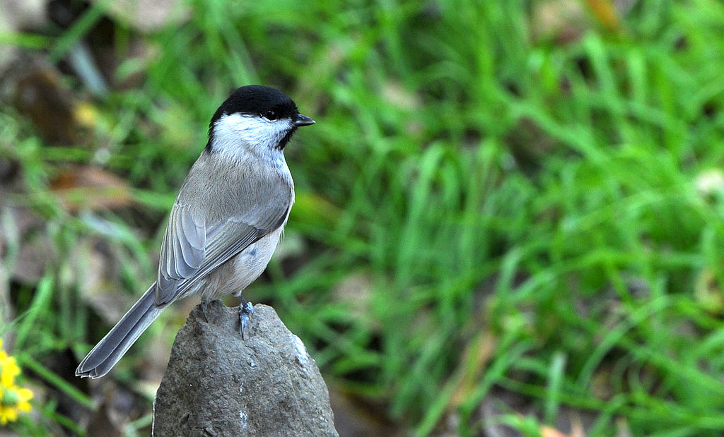 1  ����ɽȸ.jpg