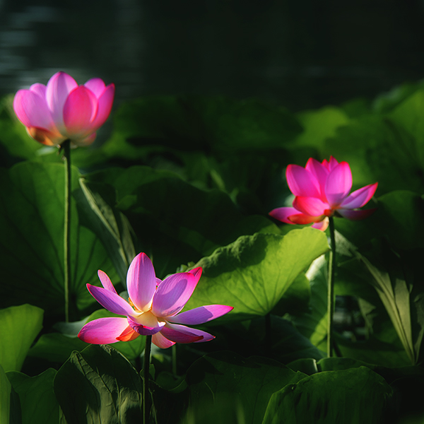 2014��7��24�պɻ�a 05012.jpg