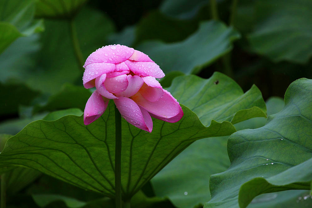 IMG_������ (84)_����.jpg