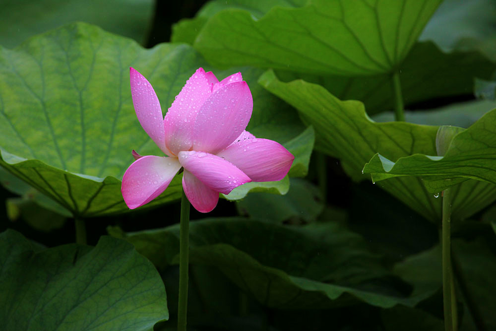 IMG_������ (85)_����.jpg