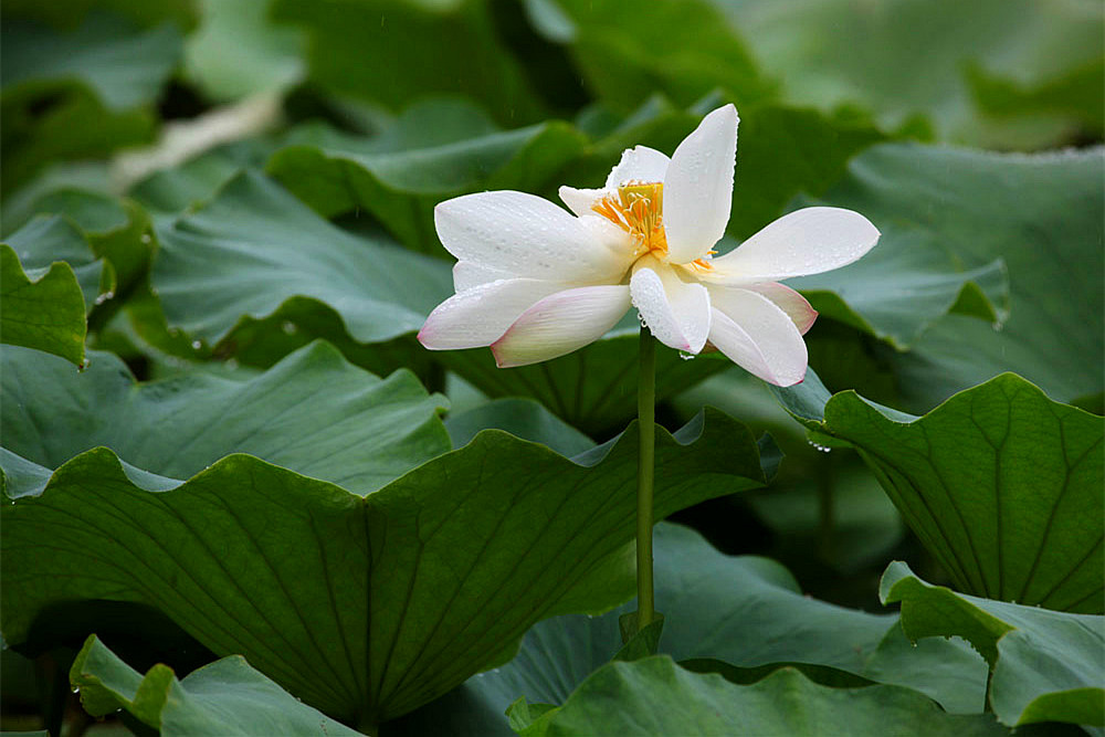 IMG_������ (90)_����.jpg