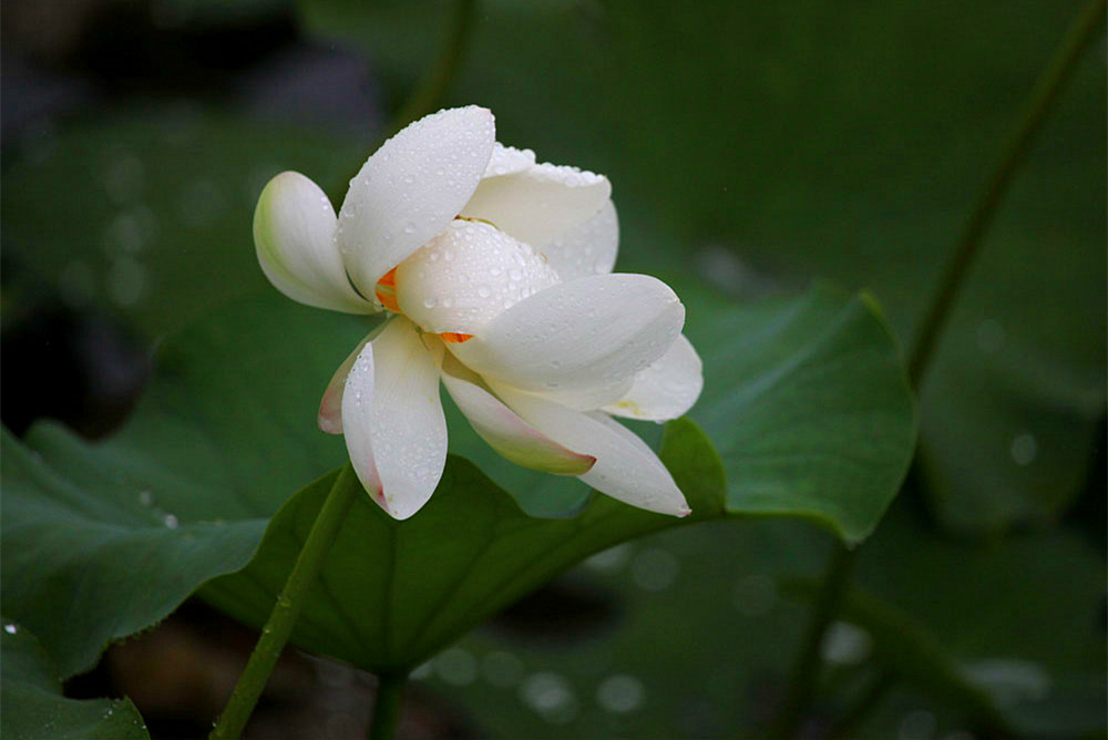 IMG_������ (136)_����.jpg