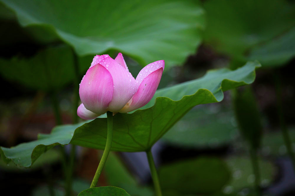 IMG_������ (139)_����.jpg