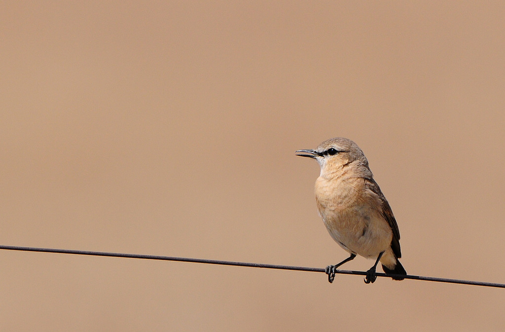 4��ԭɳ�S   1 (1).jpg