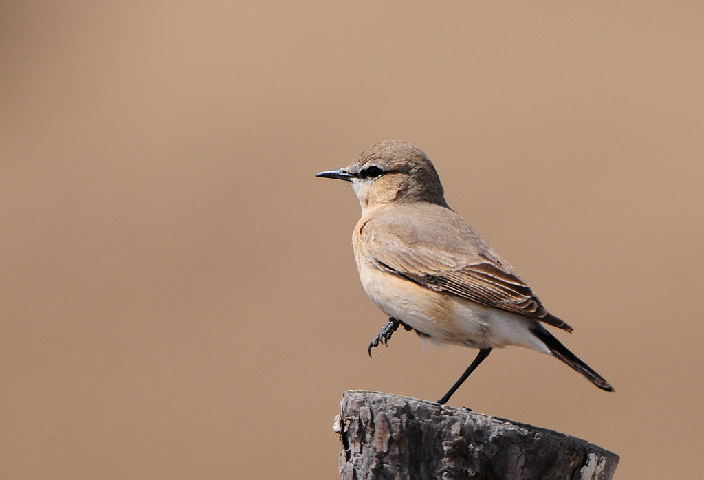 4��ԭɳ�S   1 (4).jpg