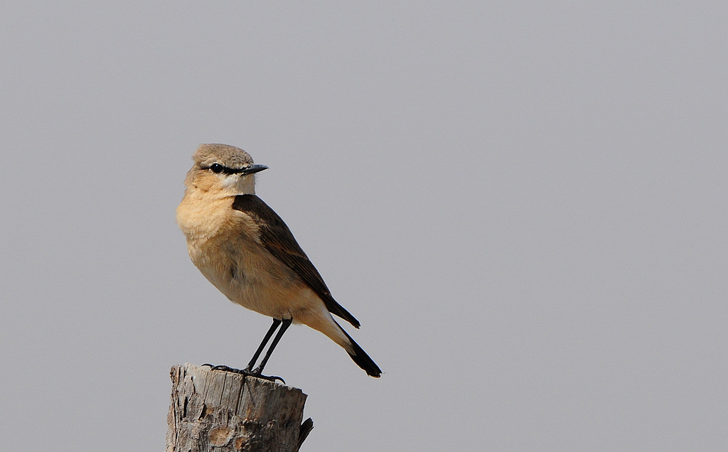 4��ԭɳ�S   1 (3).jpg