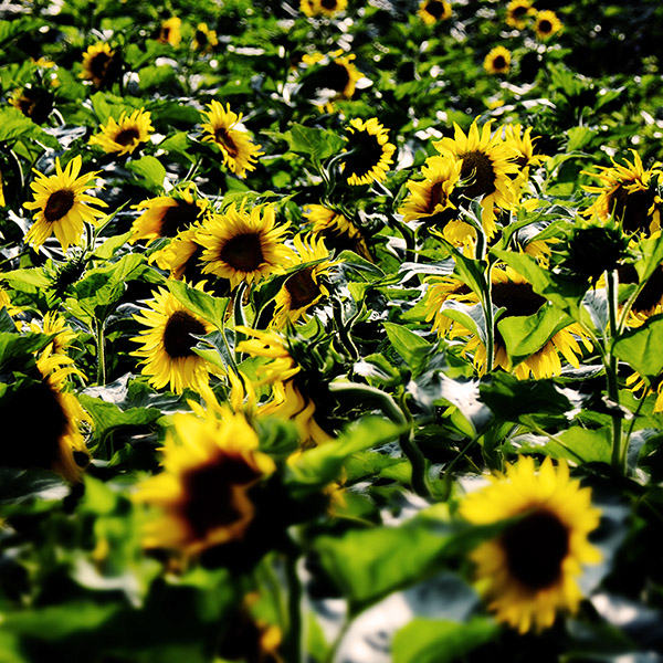 2014��7��27�����տ�aa 00112.jpg